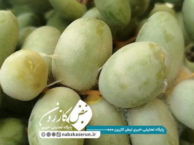 هشدار طغیان کنه گردآلود در نخلستان‌های کازرون
