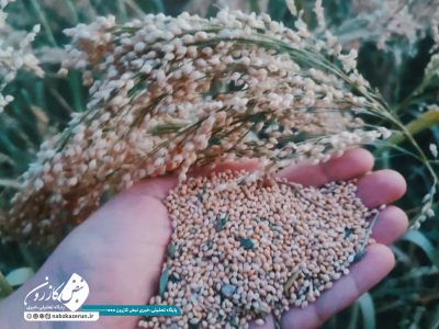 برداشت ارزن دانه‌ای از مزارع دیم کازرون آغاز شد