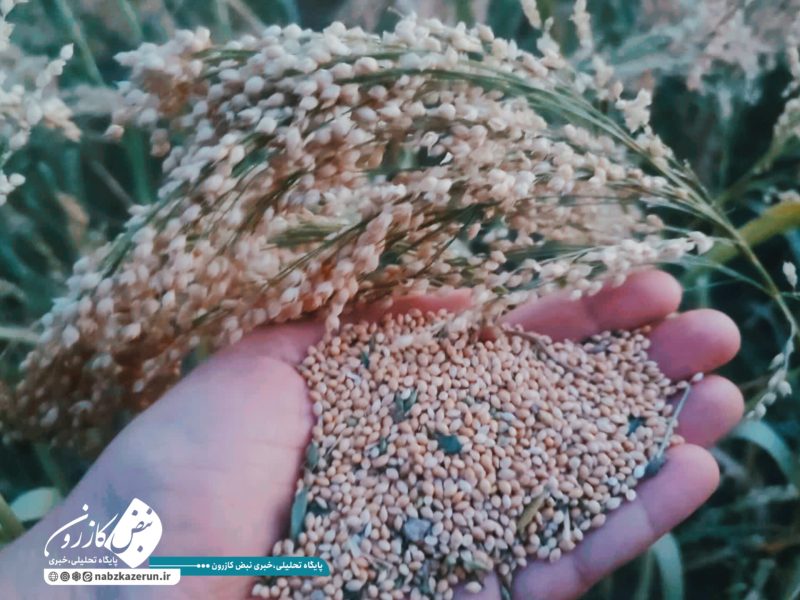 برداشت ارزن دانهای از مزارع دیم کازرون آغاز شد