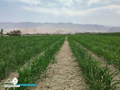 کشت نوین ذرت در کازرون توسعه یافت